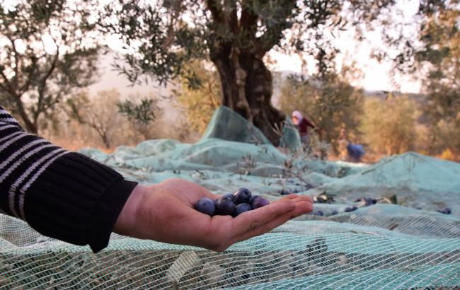 Orta Sakarya Vadisi'ndeki sebze üretiminden 30 bin kişi geçimini sağlıyor