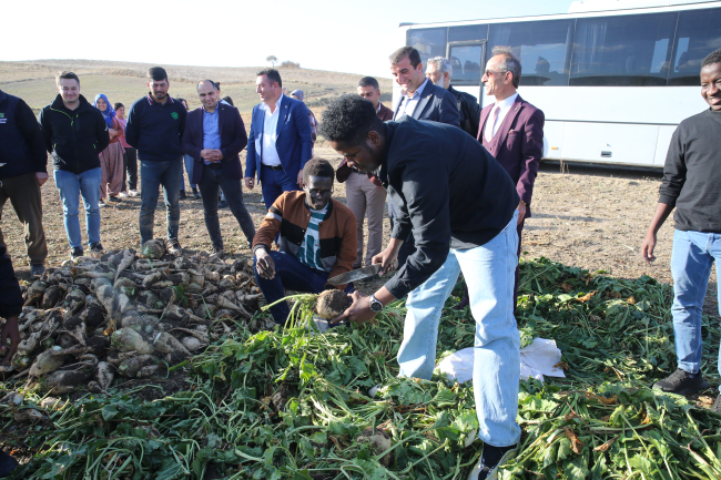 Tokat'ta Afrikalı öğrenciler pancar hasadına katıldı