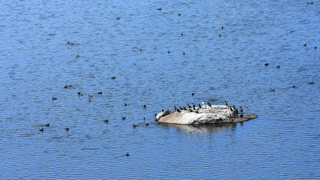 Bafa Gölü yüzlerce kuş türlerine ev sahipliği yapıyor