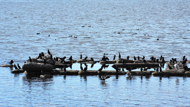 Bafa Gölü yüzlerce kuş türlerine ev sahipliği yapıyor