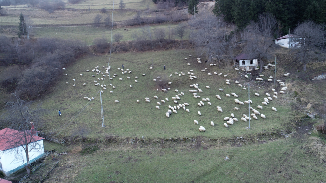Kaptan dede 70 yıldır Trabzon'da çobanlık yapıyor