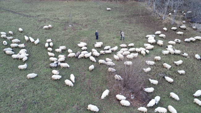 Kaptan dede 70 yıldır Trabzon'da çobanlık yapıyor