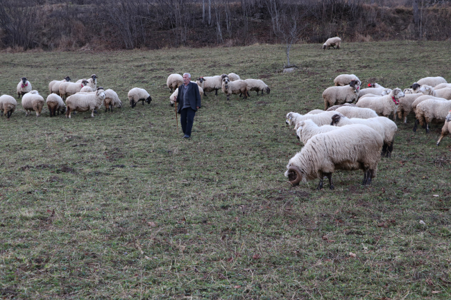 Kaptan dede 70 yıldır Trabzon'da çobanlık yapıyor