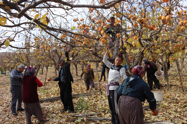 Adıyaman'da cennet hurmasından 7-8 bin ton rekolte bekleniyor