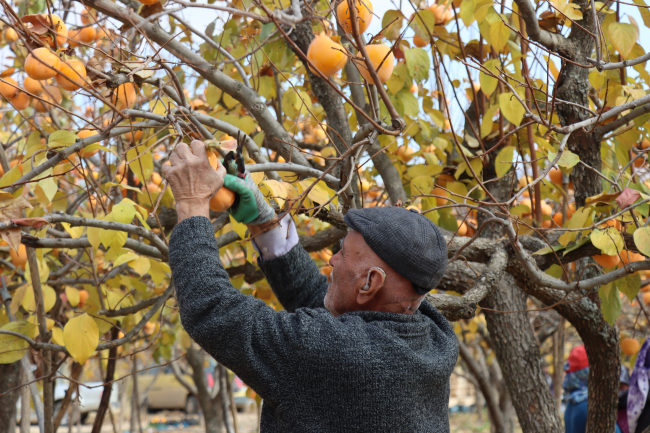 Adıyaman'da cennet hurmasından 7-8 bin ton rekolte bekleniyor
