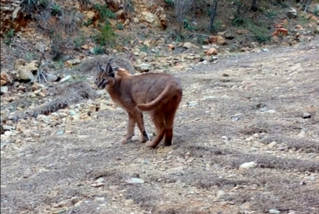 Orman yangınları karakulakların yaşam alanlarını daralttı