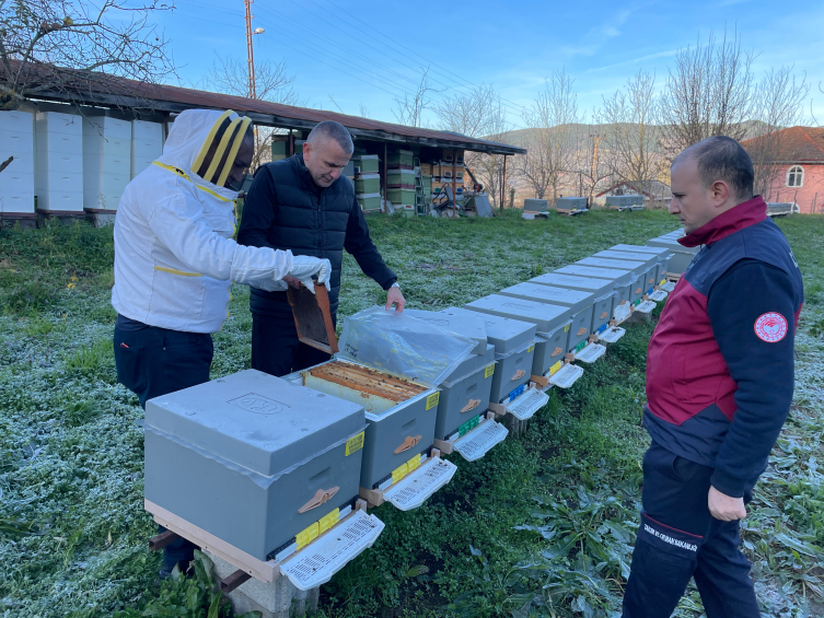 Bartın'da arıların sıcaklar nedeniyle kış salkımına girememesi üreticileri endişelendiriyor. Kaynak: AA