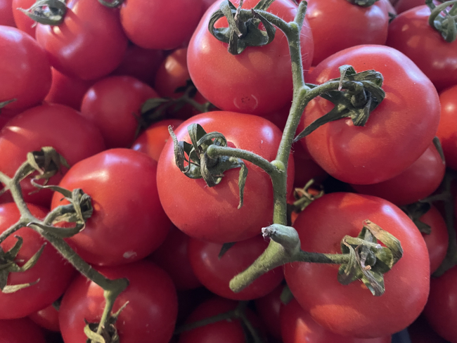 Türkiye'den 54 ülkeye domates ihracatı