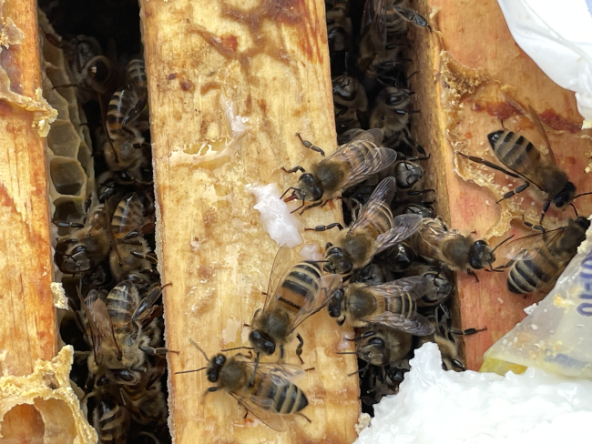 Arılar yalancı bahara aldandı: Bal üretiminde düşüş bekleniyor