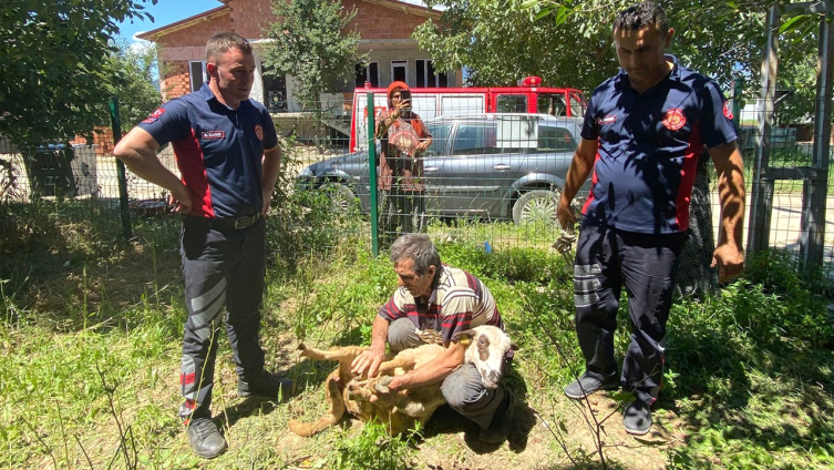 İki bina arasına sıkışan kurbanlığı itfaiye kurtardı