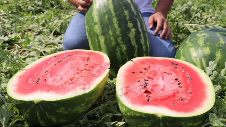 Kandıra karpuzunda hasat başladı