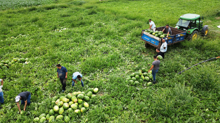 Kandıra karpuzunda hasat başladı