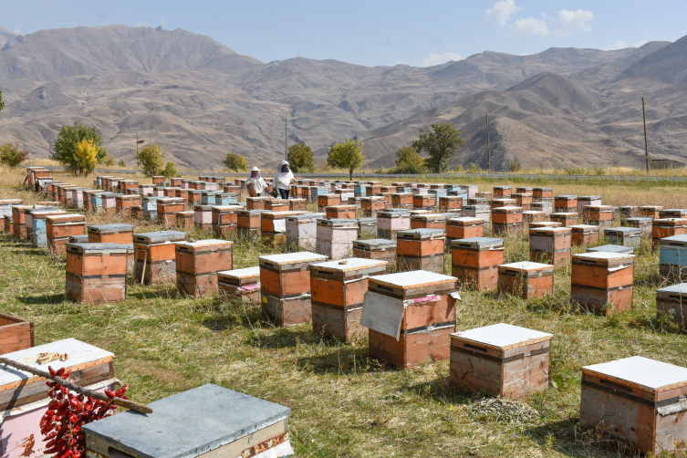 Arılar kış uykusuna yatmadı: Martta toplu arı ölümleri görülebilir