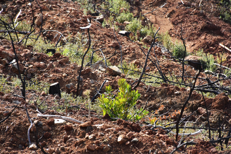Ormanlar küllerinden doğuyor, yanan alanlar yeniden yeşeriyor