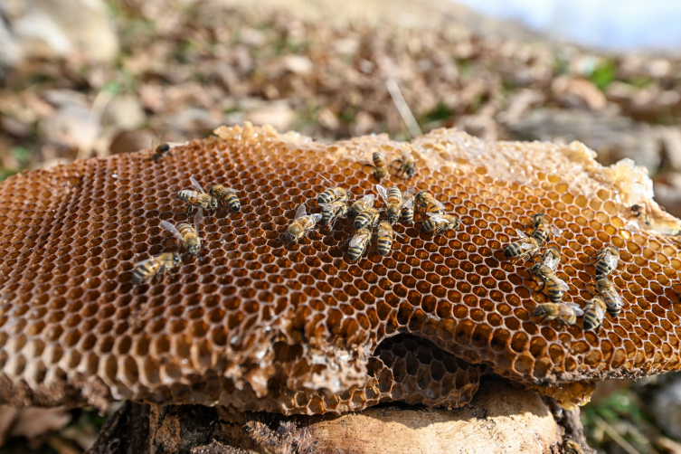 Arılar kış uykusuna yatmadı: Martta toplu arı ölümleri görülebilir