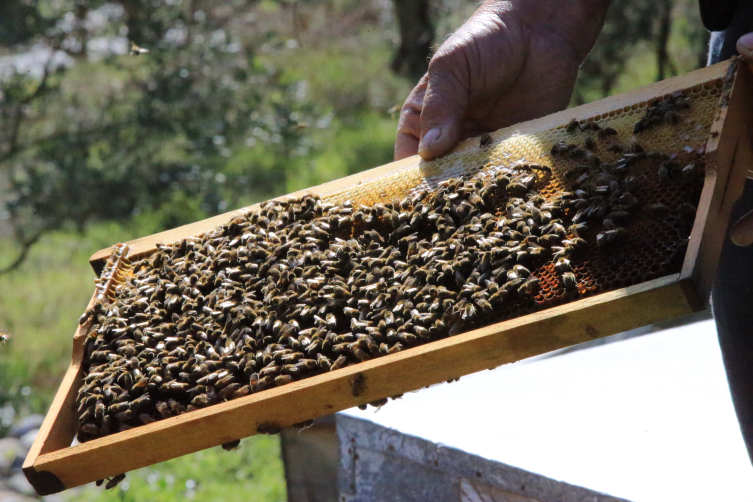 Arılar kış uykusuna yatmadı: Martta toplu arı ölümleri görülebilir