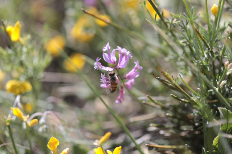 Arılar kış uykusuna yatmadı: Martta toplu arı ölümleri görülebilir
