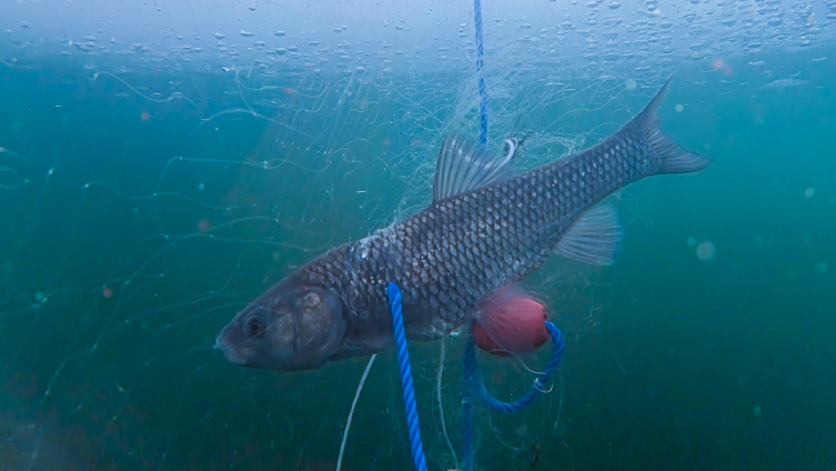 "Eskimo usulü" balıkçılıkla ekmeklerini buzun altından çıkarıyorlar