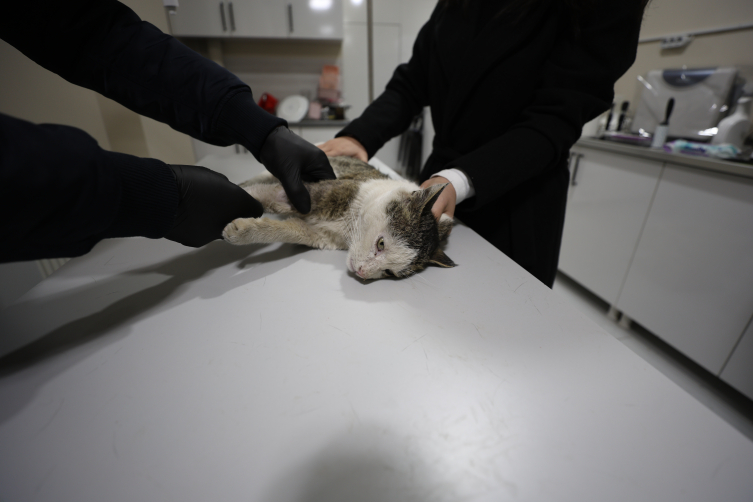 Türkiye’de veterinerlik eğitiminin 183. yılı