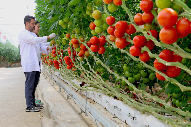 Organize Tarım Bölgelerine jeotermal sera dopingi