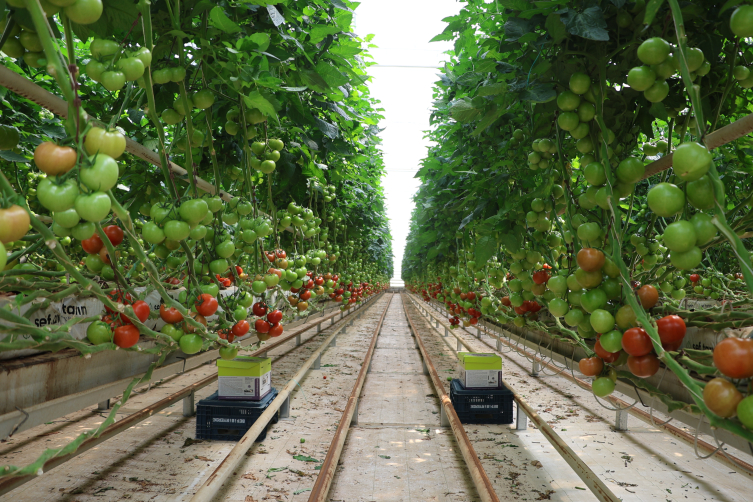 Organize Tarım Bölgelerine jeotermal sera dopingi