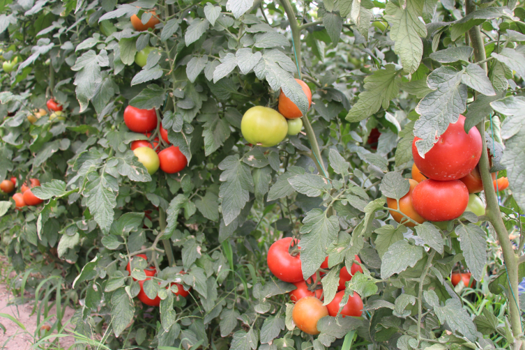 Kullanılmayan kelimeler kayboluyor: Yerel ağızlar komedi unsuru değil!