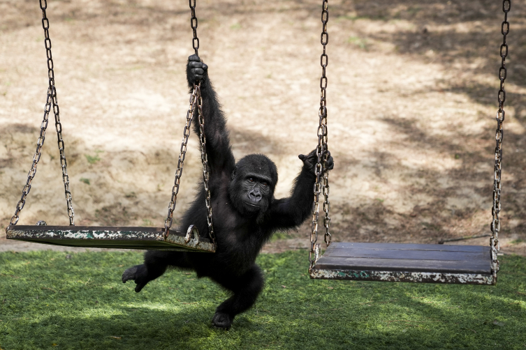"Zeytin" Türkiye'de kalacak