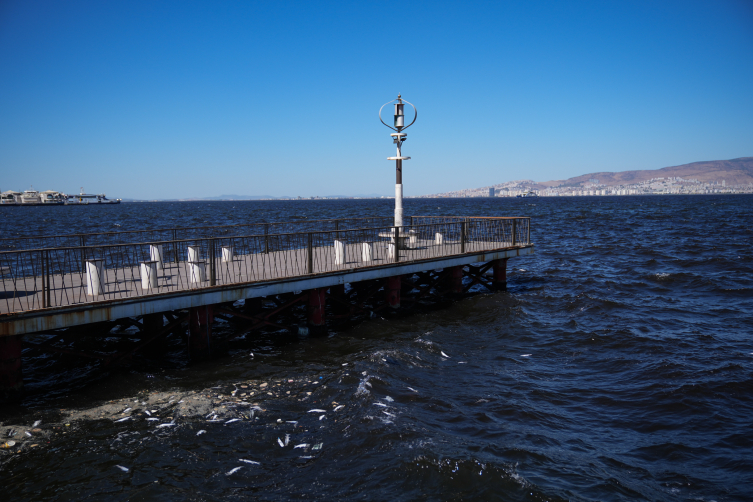 İzmir Körfezi'nde balık ölümleri
