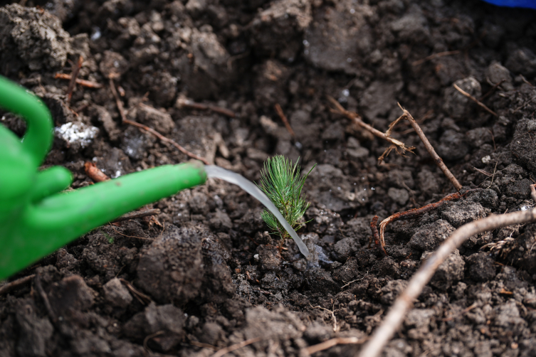 Milli Ağaçlandırma Günü'nde çifte rekor
