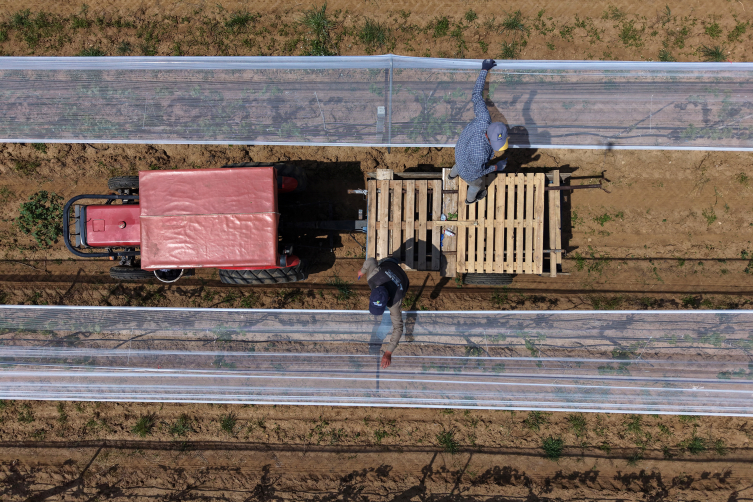Üzüm bağları "dolu tülü" ile korumaya alındı
