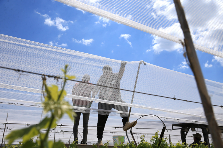 Üzüm bağları "dolu tülü" ile korumaya alındı