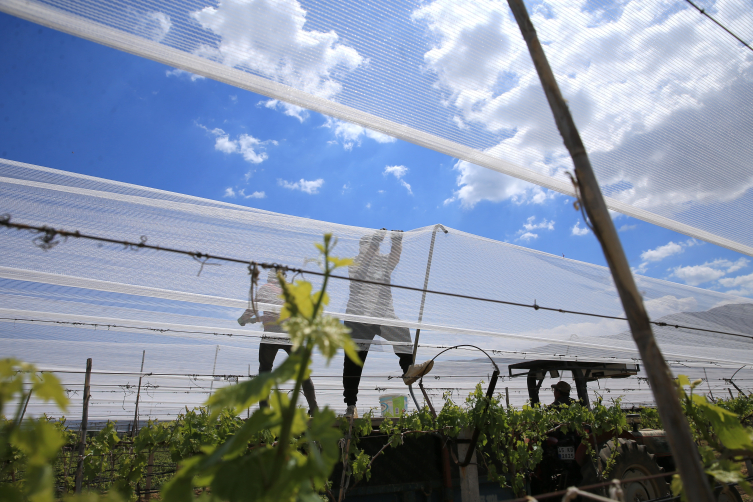 Üzüm bağları "dolu tülü" ile korumaya alındı
