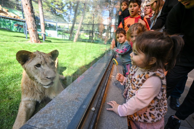 Gaziantep'te ezber bozan proje: Aslanlarla göz göze