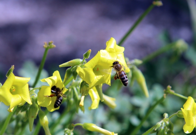 Araştırmalar her yıl böceklerin yüzde 2’sinin yok olduğunu gösterdi