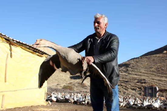 'İki kaz' hayatını değiştirdi