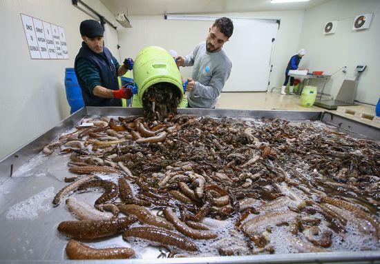 Deniz patlıcanından 7 milyon dolar gelir