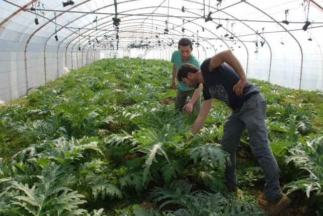 Topraksız tarımla verimi üç katına çıkardılar