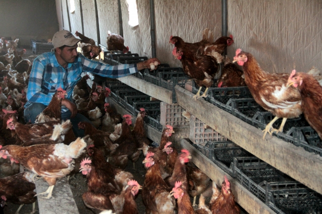 Genç girişimci, kentlere köy yumurtası satıyor