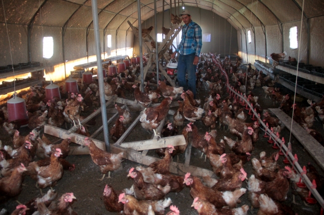 Genç girişimci, kentlere köy yumurtası satıyor