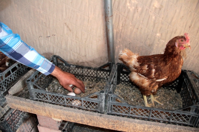 Genç girişimci, kentlere köy yumurtası satıyor