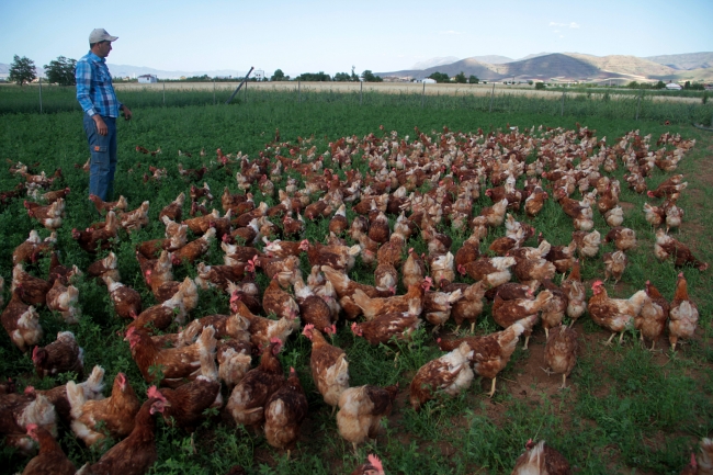 Genç girişimci, kentlere köy yumurtası satıyor