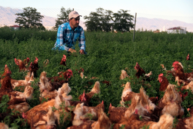 Genç girişimci, kentlere köy yumurtası satıyor