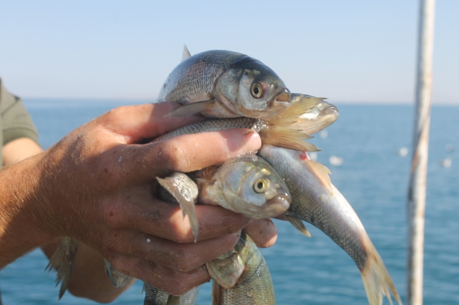 Van'da balıkçılar sezonu açtı