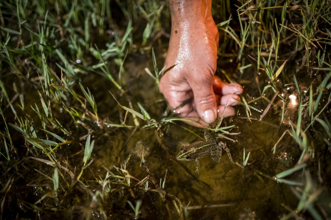 "Kurbağacı Savaş"ın ekmek kavgası