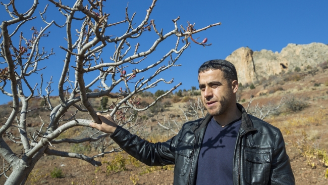 Antep fıstığını Konya'da üretip Gaziantep'e sattılar