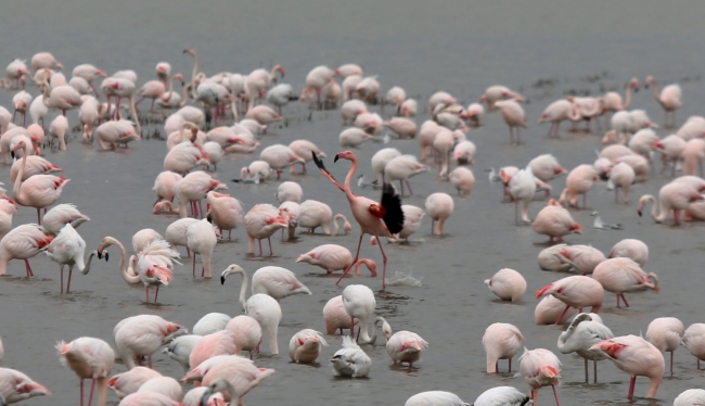 Gala Gölü'nün pembe tüylü misafirleri