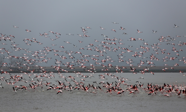 Gala Gölü'nün pembe tüylü misafirleri