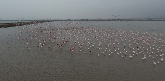 Gala Gölü'nün pembe tüylü misafirleri