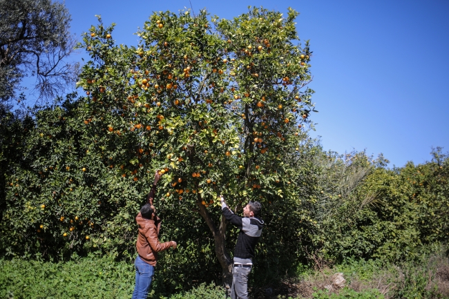 Gazze narenciye bahçelerine veda ediyor