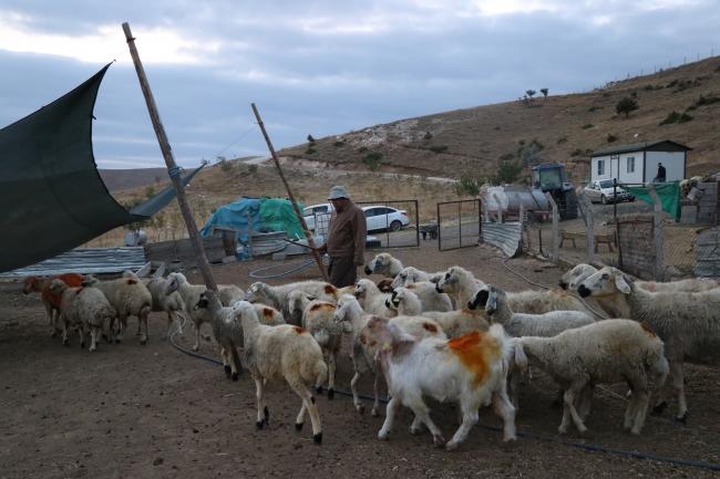 Hem belediye başkanlığı yapıyor hem çobanlık